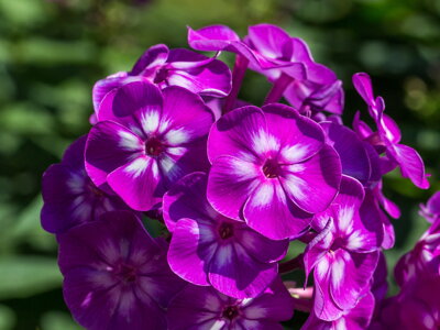 PLAMENKA LATNATÁ - Phlox paniculata 'Adessa® Special Purple Star'