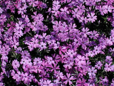 PLAMENKA ŠÍDLOVITÁ - Phlox subulata ´Purple Beauty´´