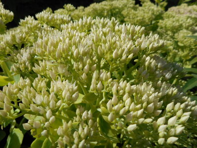 ROZCHODNÍK NACHOVÝ - Sedum telephium 'Alba'