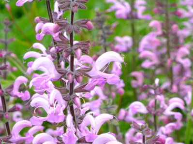ŠALVĚJ LUČNÍ - Salvia pratensis ´Rose Rhapsody´