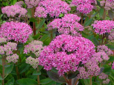 ROZCHODNÍK NÁDHERNÝ - Sedum telephium´Carl´