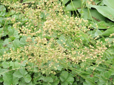 MITROVKA VELKOKVĚTÁ - Tellima grandiflora