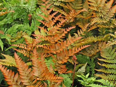KAPRAĎ ČERVENAVÁ - Dryopteris erythrosora