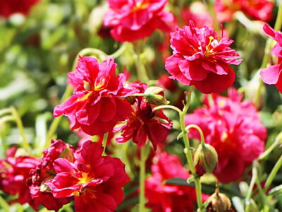 DEVATERNÍK - Helianthemum nummularium ´Cerise Queen´