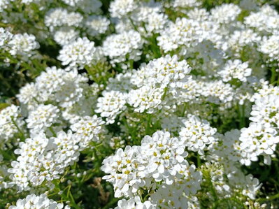 IBERKA STÁLEZELENÁ - Iberis sempervirens 'Whiteout'