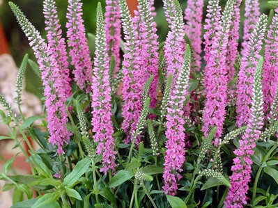 ROZRAZIL KLASNATÝ -Veronica spicata 'Pink Goblin' (Rosenrot)