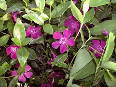 BARVÍNEK MENŠÍ (BRČÁL) - Vinca minor 'Verino'