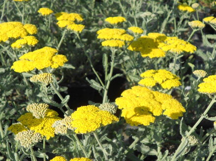 ŘEBŘÍČEK OBECNÝ - Achillea millefolium 'Moonshine'