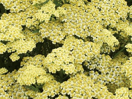 ŘEBŘÍČEK OBECNÝ - Achillea millefolium ´Summer Fruits Lemon´