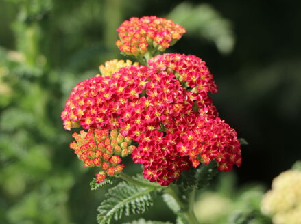 ŘEBŘÍČEK OBECNÝ - Achillea millefolium 'Summer Fruits Carmine'