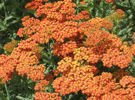 ŘEBŘÍČEK OBECNÝ - Achillea millefolium ´Terracotta´