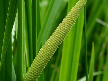 PUŠKVOREC OBECNÝ - Acorus calamus