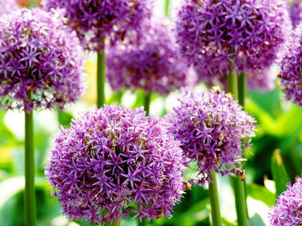 OKRASNÝ ČESNEK  - Allium ´Gladiator´