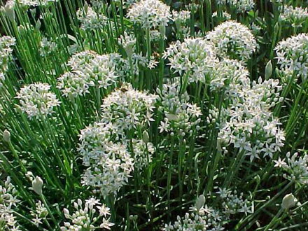 PAŽITKA ČÍNSKÁ - Allium tuberosum