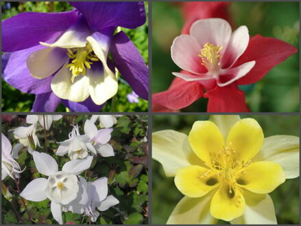 MIX ORLÍČEK - Aquilegia caerulea