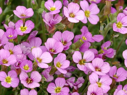 HUSENÍK KAVKAZSKÝ - Arabis caucasica 'Compinkie' 