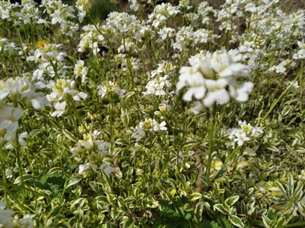 HUSENÍK VÝBĚŽKATÝ - Arabis ferdinandi-coburgii ´Old Gold´