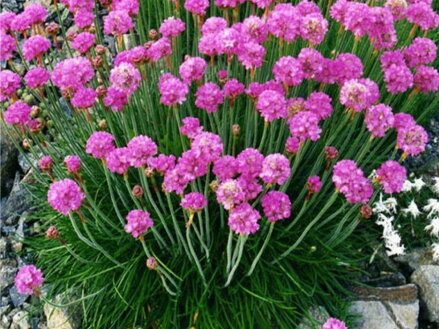 TRÁVNIČKA PŘÍMOŘSKÁ - Armeria maritima 'Laucheana Rose'