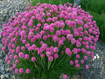 TRÁVNIČKA PŘÍMOŘSKÁ - Armeria maritima ´Morning Star Rose´