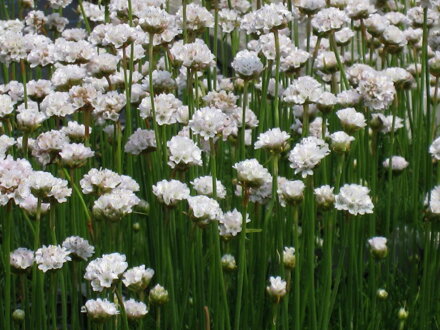 TRÁVNIČKA PŘÍMOŘSKÁ - Armeria maritima ´Morning Star White´