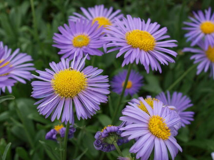 ASTRA, HVĚZDNICE ALPSKÁ - Aster alpinus ´Violet´