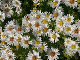 ASTRA KŘOVIŠTNÍ - Aster dumosus ´Schneezicklein´