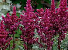 ČECHRAVA - Astilbe chinensis 'Visions in Red'