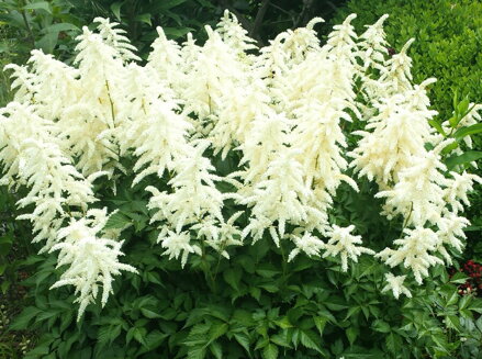 ČECHRAVA - Astilbe japonica 'Deutschland'