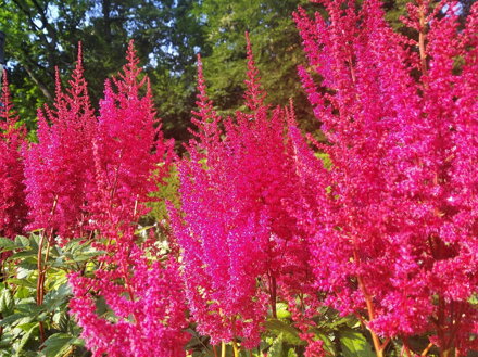 ČECHRAVA ARENDSOVA - Astilbe x arendsii ´Paul Gaarder´