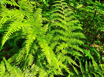 PAPRATKA SAMIČÍ - Athyrium filix-femina