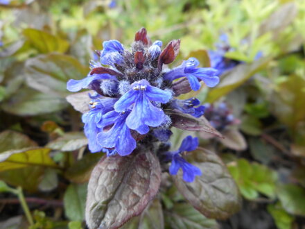 ZBĚHOVEC PLAZIVÝ - Ajuga reptans