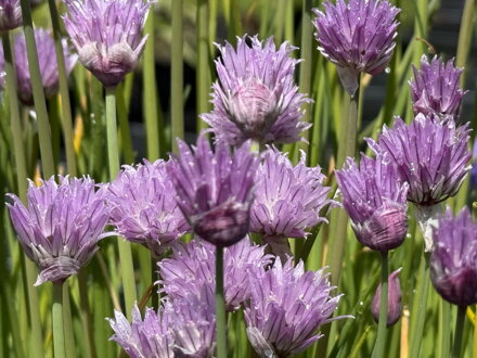 PAŽITKA POBŘEŽNÍ - Allium schoenoprasum