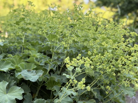KONTRYHEL MĚKKÝ - Alchemilla mollis ´Robustica´