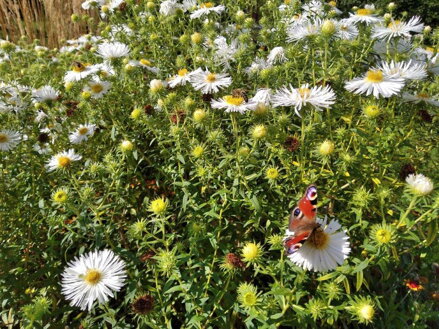 ASTRA NOVOANGLICKÁ - Aster novae-angliae´Herbstschnee´