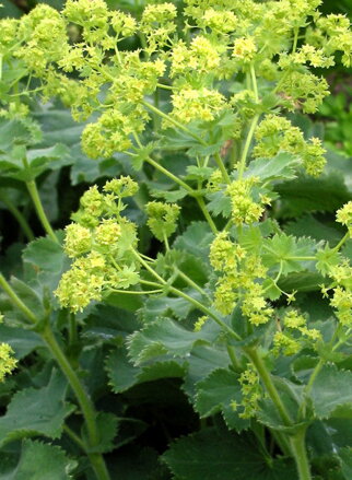 KONTRYHEL MĚKKÝ - Alchemilla mollis ´Robustica´