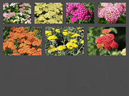 ŘEBŘÍČEK OBECNÝ MIX - Achillea millefolium 