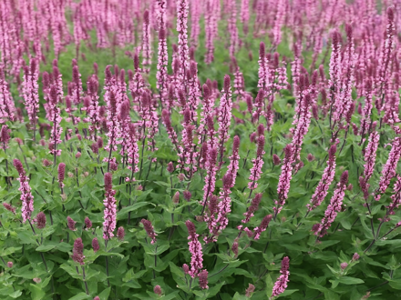 ŠALVĚJ HAJNÍ - Salvia nemorosa 'Caradonna Pink'
