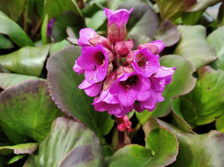 BERGÉNIE SRDČITOLISTÁ - Bergenia cordifolia ´Rotblum´