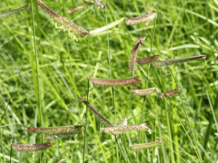 MOSKYTKA NĚŽNÁ - Bouteloua gracilis