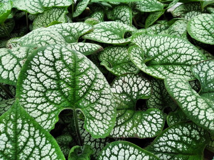 POMNĚNKOVEC VELKOLISTÝ - Brunnera macrophylla ´Sea Heart´