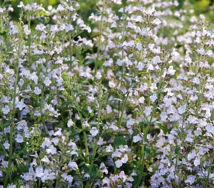 MARULKA ŠANTOVITÁ - Calamintha nepeta 