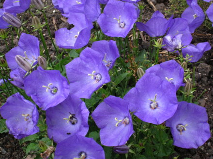 ZVONEK KARPATSKÝ - Campanula carpatica ´Pearl Blue´