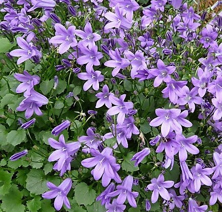 ZVONEK POSCHARKŮV - Campanula poscharskyana