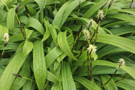 OSTŘICE JITROCELOVITÁ - Carex plantaginea