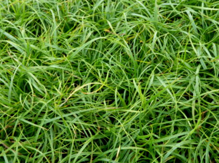 OSTŘICE JARNÍ- Carex caryophyllea 'The Beatles'