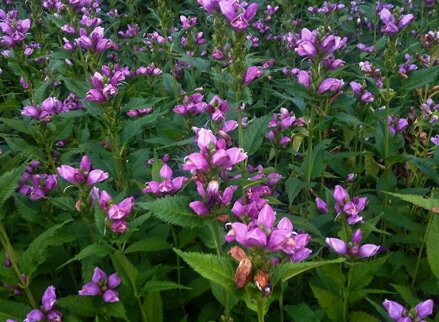 ŽELONICE LYSÁ - Chelone obliqua