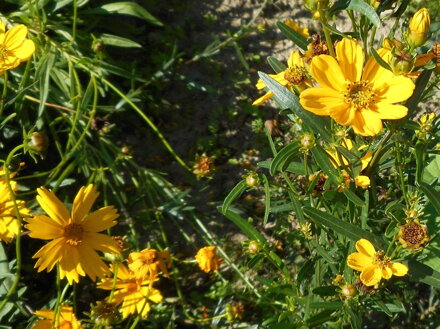 KRÁSNOOČKO DLANITÉ - Coreopsis palmata