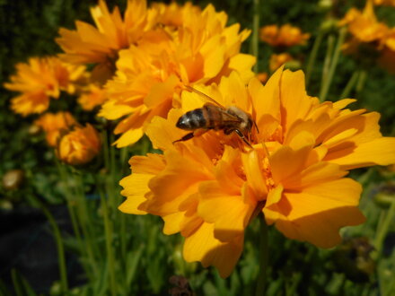 KRÁSNOOČKO VELKOKVĚTÉ - Coreopsis grandiflora 'Early Sunrise'