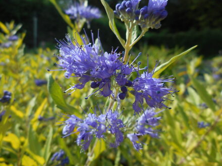 OŘECHOPLODEC KLANDONSKÝ - Caryopteris clandonensis ´Worcester Gold´