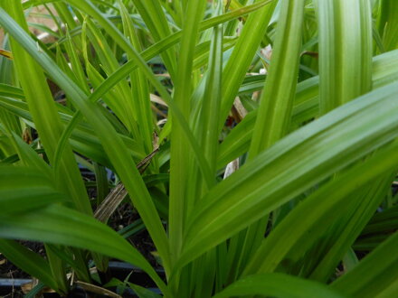 OSTŘICE JAPONSKÁ - Carex morrowii 'Irish Green'